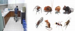 Dynamic Pest & Rodent Control in Delhi